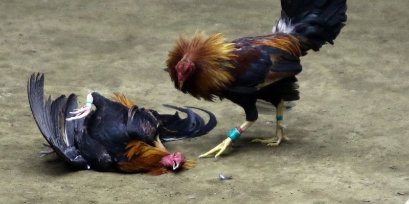 Bí kíp cá cược hiệu quả khi chơi đá gà kiểu Philippines