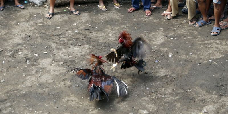 Thông tin chung về thể loại đá gà tại Philippines